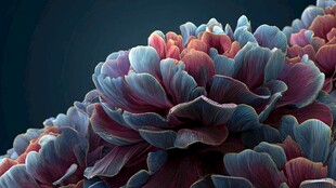 梦幻多彩花卉微观特写