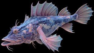 奇异色彩的梦幻深海鱼