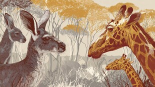 袋鼠与长颈鹿的自然相遇