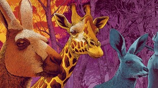 多彩森林中的奇妙动物们