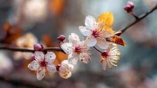 春日绽放的娇艳杏花