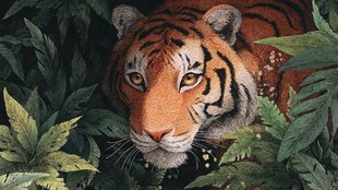 丛林中的威严老虎