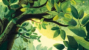 绿意盎然的森林树冠景象