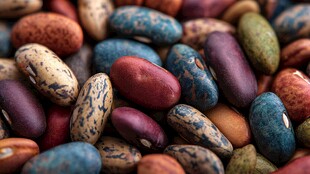 多彩斑斓的各式豆类集合