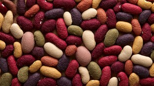 多彩芸豆大集合