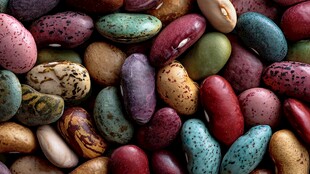 多彩缤纷的各类豆子集合