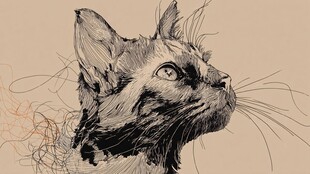 猫咪侧颜素描图