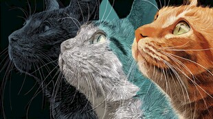 三只猫咪的可爱侧颜