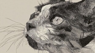 黑白线条勾勒的猫咪侧颜