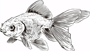 手绘金鱼图案设计素材