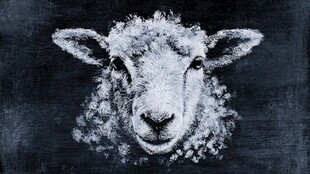 黑白素描羊头特写