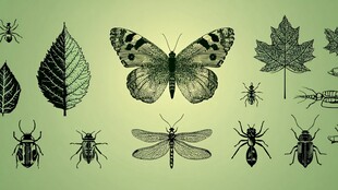 昆虫与叶片的自然图鉴