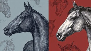 双色调骏马头像艺术插画