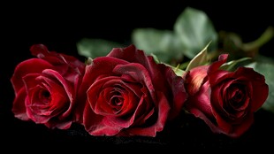 三朵娇艳红玫瑰