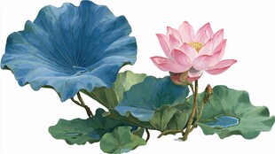 蓝荷粉莲图