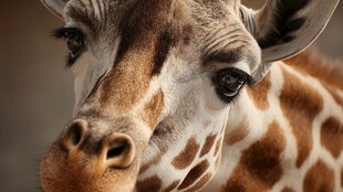 长颈鹿特写 温柔的大眼睛