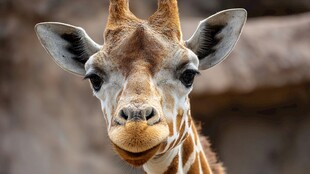 长颈鹿特写 萌态可掬的面孔