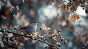 枝头小鸟栖于秋景之中