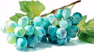 水彩绘青葡萄与绿叶