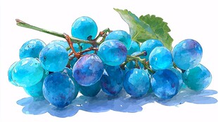 水彩绘蓝紫色葡萄一串