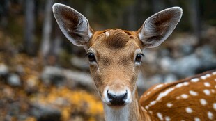 可爱小鹿特写