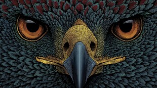 锐利鹰眼 神秘猛禽的凝视