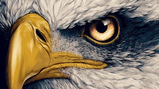 鹰眼特写 锐利目光与威严喙部