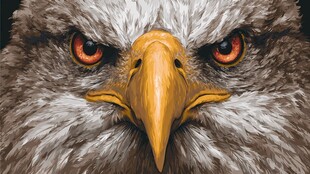 锐利鹰眸 尽显猛禽威严