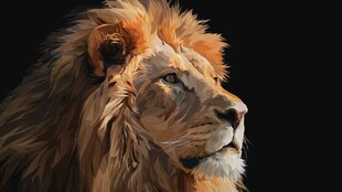 雄狮肖像 尽显王者风范