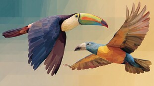 双巨嘴鸟展翅飞翔