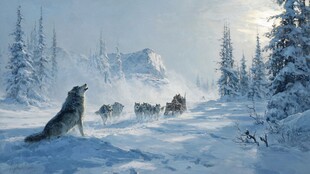 雪地孤狼望犬队前行