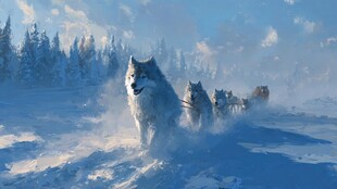 雪地中奔跑的哈士奇队伍