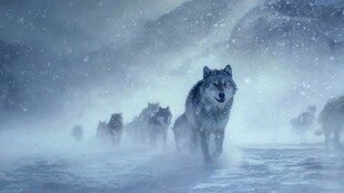 雪地狼群霸气前行