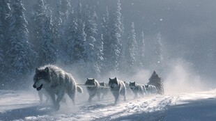 雪地狼群奔腾的震撼瞬间