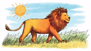 草原上漫步的雄狮