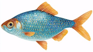 蓝色斑纹小鱼插画