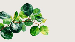 水彩绘绿叶枝蔓