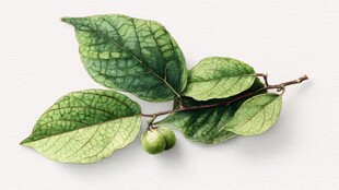 翠绿枝叶与青果的自然之美