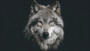 狼的特写 冷峻野性之美