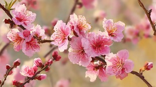 春日绽放的娇艳粉色桃花