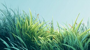 青青草地 清新自然之景