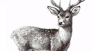 黑白手绘风优雅梅花鹿