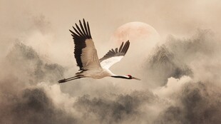 丹顶鹤云海间展翅迎月