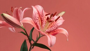 粉色百合花特写