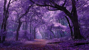 梦幻紫色森林小径