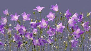 梦幻紫铃花绽放美景