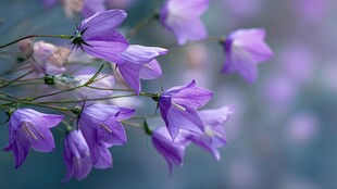 紫色风铃花绽放的美丽