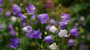 紫色风铃花绽放美丽瞬间