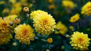 黄色菊花绽放美丽瞬间