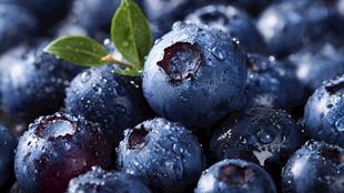 新鲜带露蓝莓特写